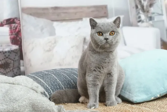 Framed Print : British. Grey British Shorthair cat indoors in the living room Framed Print : British. Grey British Shorthair cat indoors in the living room