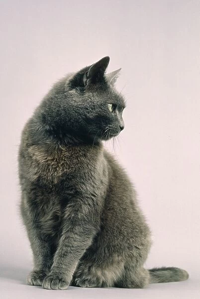 British Blue Cross Cat JD 1830 © John Daniels  /  ARDEA LONDON