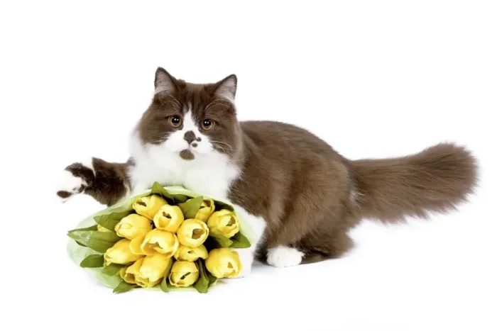 Framed Print : British Long Hair Cat - kitten with flowers Framed Print : British Long Hair Cat - kitten with flowers