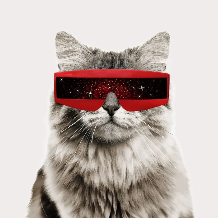 Framed Print : British longhair black golden shaded Cat, smiling wearing futuristic sun glasses Framed Print : British longhair black golden shaded Cat, smiling wearing futuristic sun glasses