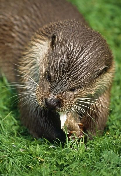 British Otter - holding fish in claws whilst eating. UK
