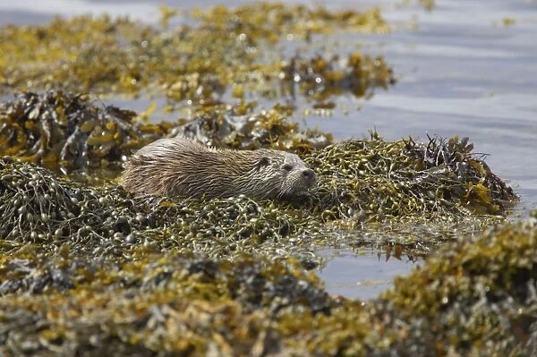 British Otter - On kelp covered shore Shetland Mainland, UK MA001174