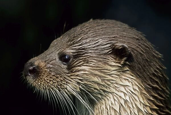 British Otter - The Otter Trust, Suffolk, UK MA001151
