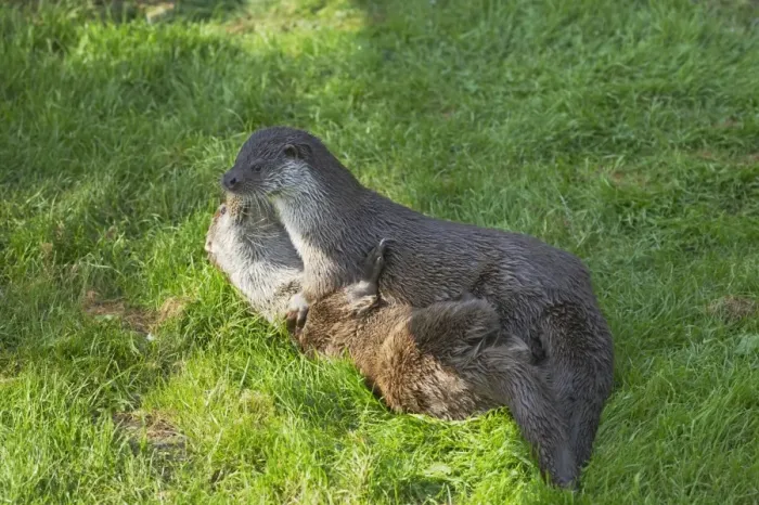 Framed Print : British Otter - Playfighting on Riverbank Lutra lutra lutra Otter Trust Suffolk, UK MA001410 Framed Print : British Otter - Playfighting on Riverbank Lutra lutra lutra Otter Trust Suffolk, UK MA001410