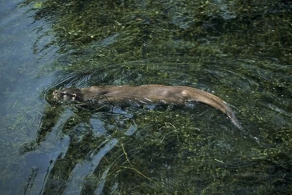 British Otter - Swimming The Otter Trust, Suffolk, UK MA001149
