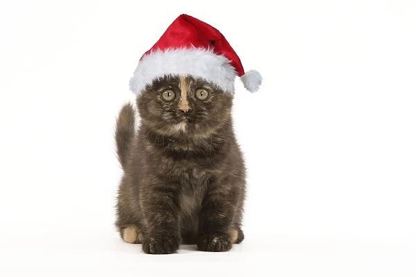 British Shorthair Cat - 8 week old kitten in Christmas hat Digital Manipulation: Hat Su