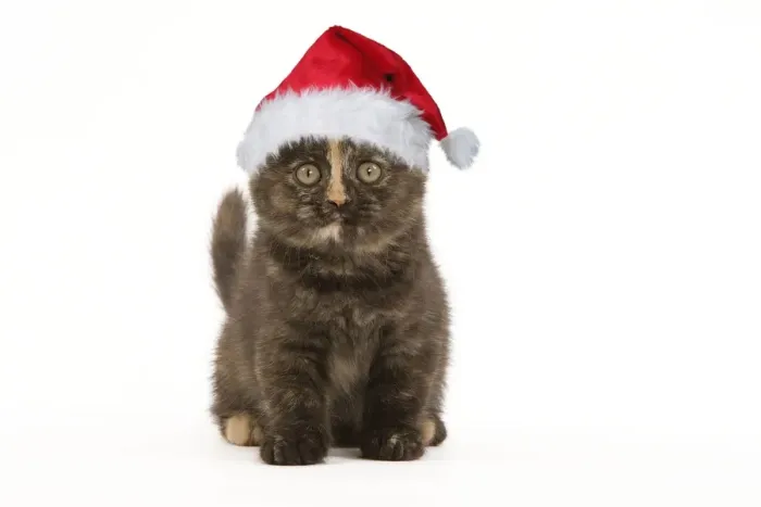 Framed Print : British Shorthair Cat - 8 week old kitten in Christmas hat Digital Manipulation: Hat Su Framed Print : British Shorthair Cat - 8 week old kitten in Christmas hat Digital Manipulation: Hat Su