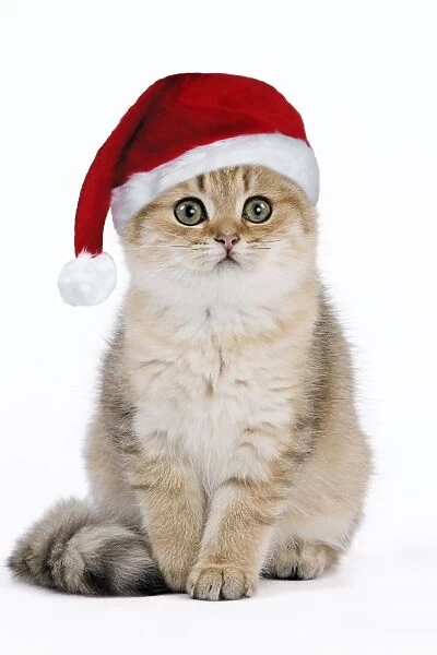 British Shorthair Cat - kitten wearing Christmas hat Digital Manipulation: Hat (Su)