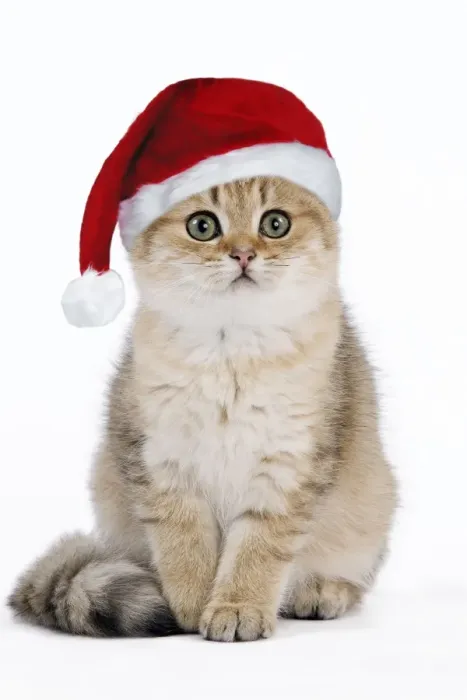 Framed Print : British Shorthair Cat - kitten wearing Christmas hat Digital Manipulation: Hat (Su) Framed Print : British Shorthair Cat - kitten wearing Christmas hat Digital Manipulation: Hat (Su)