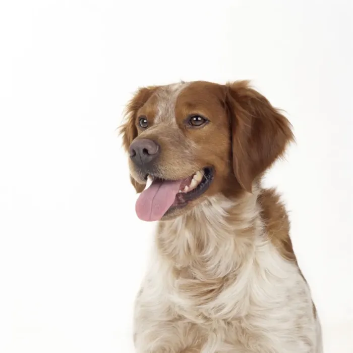 Framed Print : Brittany Dog Framed Print : Brittany Dog