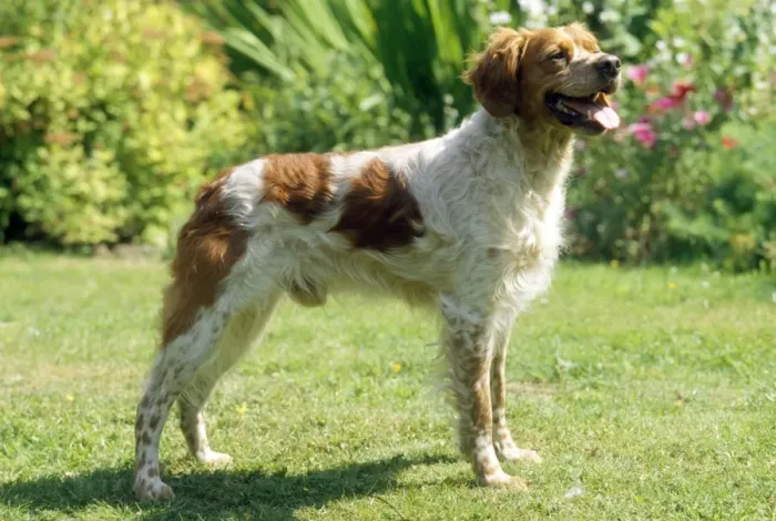 Framed Print : Brittany Dog Framed Print : Brittany Dog