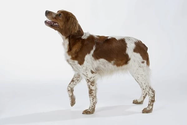 Brittany dog - female standing up