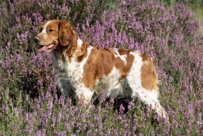 Framed Print : Brittany Dog - in heather Framed Print : Brittany Dog - in heather