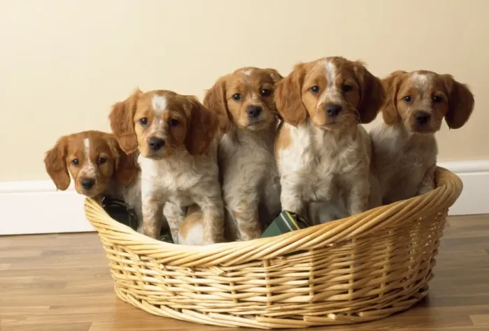 Framed Print : Brittany Dog - puppies
