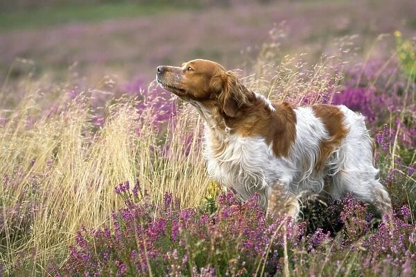 Brittany Dog - sniffing the air