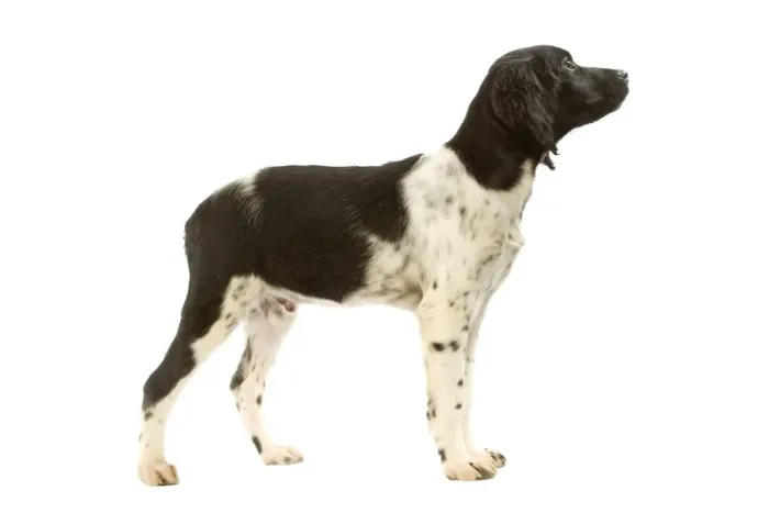 Framed Print : Brittany / Epagneul Breton - puppy Framed Print : Brittany / Epagneul Breton - puppy