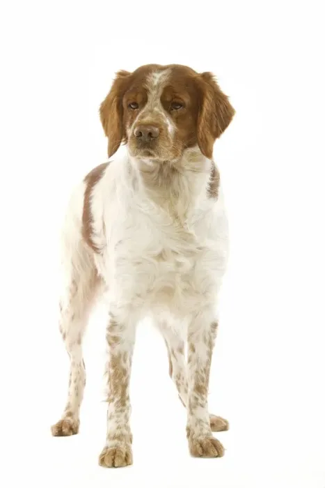 Framed Print : Brittany Spaniel Framed Print : Brittany Spaniel