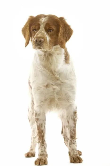Framed Print : Brittany Spaniel Framed Print : Brittany Spaniel