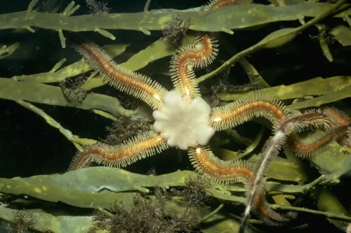 Framed Print : Brittle Star Framed Print : Brittle Star