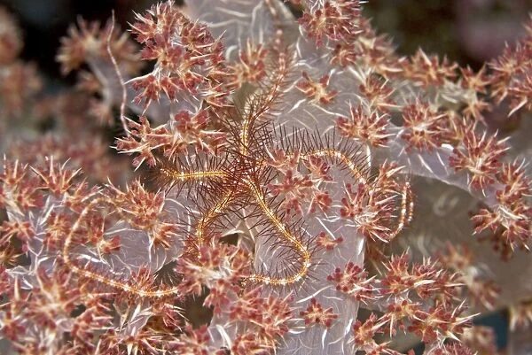Brittle Star - Brittle stars can regenerate a new individual from a broken fragment. They also change colour to match their host. Papua New Guinea