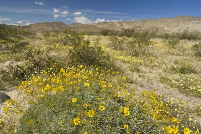 Framed Print : Brittlebush, Desert Dandelion (Malacothrix glabrata), Chicory (Rafinesquia neomexicana), Creosote Bushes (Larrea tridentata) and Chollas - Anza Borrego Desert State Park - California - USA Framed Print : Brittlebush, Desert Dandelion (Malacothrix glabrata), Chicory (Rafinesquia neomexicana), Creosote Bushes (Larrea tridentata) and Chollas - Anza Borrego Desert State Park - California - USA