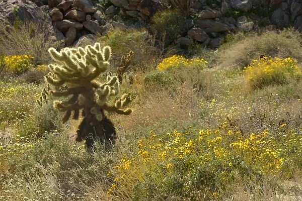 Brittlebush, Desert Dandelions (Malacothrix glabrata) and Teddy Bear Cholla (Cylindropuntia bigelovii  /  Opuntia bigelovii) - Anza Borrego Desert State Park, California, USA