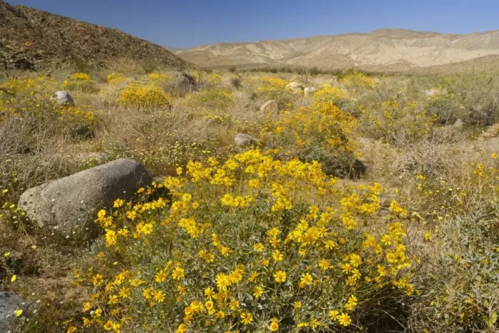 Framed Print : Brittlebush and Desert Dandelions (Malacothrix glabrata) - Anza Borrego Desert State Park - California - USA Framed Print : Brittlebush and Desert Dandelions (Malacothrix glabrata) - Anza Borrego Desert State Park - California - USA