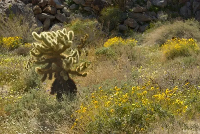 Framed Print : Brittlebush, Desert Dandelions (Malacothrix glabrata) and Teddy Bear Cholla (Cylindropuntia bigelovii / Opuntia bigelovii) - Anza Borrego Desert State Park, California, USA Framed Print : Brittlebush, Desert Dandelions (Malacothrix glabrata) and Teddy Bear Cholla (Cylindropuntia bigelovii / Opuntia bigelovii) - Anza Borrego Desert State Park, California, USA