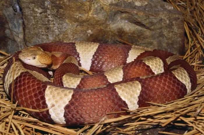Framed Print : Broad-banded Copperhead Snake - South Central USA Framed Print : Broad-banded Copperhead Snake - South Central USA
