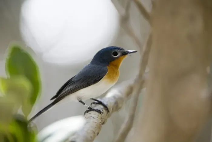 Framed Print : Broad-billed Flycatcher Inhabits mangroves almost exclusively but sometimes coastal vine thickets along the Kimberley coast, the Northern Territory coast and in far north Queensland