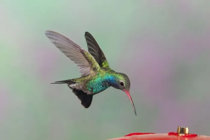 Framed Print : Broad-billed Hummingbird. Adult male. Southeast Arizona in March Framed Print : Broad-billed Hummingbird. Adult male. Southeast Arizona in March