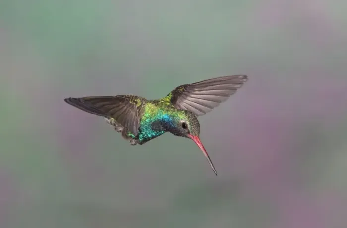 Framed Print : Broad-billed Hummingbird - adult male in flight. Southeast Arizona in March Framed Print : Broad-billed Hummingbird - adult male in flight. Southeast Arizona in March