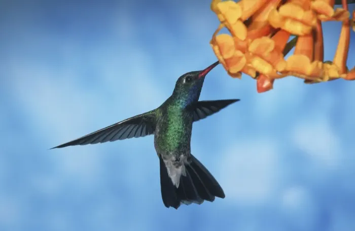 Framed Print : Broad-Billed Hummingbird FG 12411 Male in flight feeding from flower - South Arizona, USA Cynanthus latirostris © Francois Gohier / ardea. com Framed Print : Broad-Billed Hummingbird FG 12411 Male in flight feeding from flower - South Arizona, USA Cynanthus latirostris © Francois Gohier / ardea. com