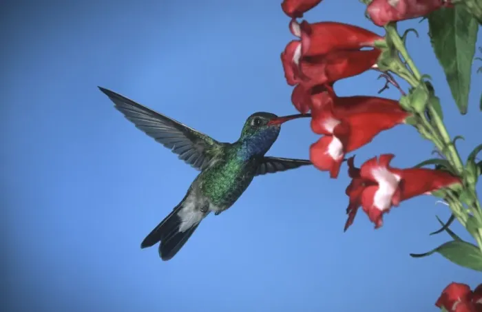 Framed Print : Broad-Billed Hummingbird FG 12412 Male in flight feeding from flower - South Arizona, USA Cynanthus latirostris © Francois Gohier / ardea. com Framed Print : Broad-Billed Hummingbird FG 12412 Male in flight feeding from flower - South Arizona, USA Cynanthus latirostris © Francois Gohier / ardea. com