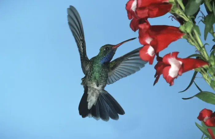 Framed Print : Broad-Billed Hummingbird FG 12417 Male in flight feeding from flower - South Arizona, USA Cynanthus latirostris © Francois Gohier / ardea. com Framed Print : Broad-Billed Hummingbird FG 12417 Male in flight feeding from flower - South Arizona, USA Cynanthus latirostris © Francois Gohier / ardea. com