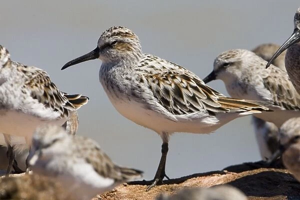 Broad-billed Sandpiper dozing at high tide The Broad-billed Sandpiper is the eastern race sibiricus which nests in Siberia and winters in southeastern Asia and northern Australia