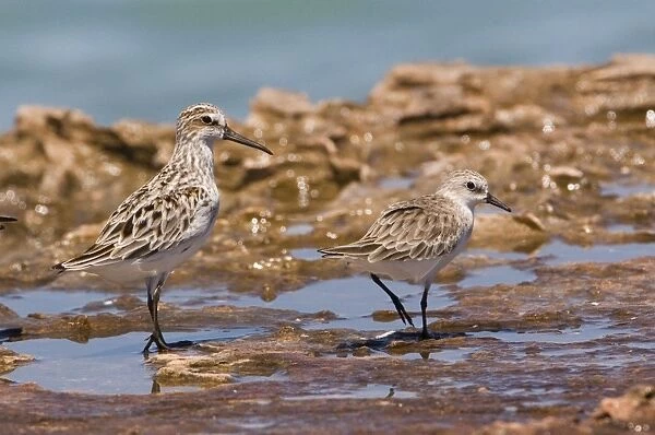 Broad-billed Sandpiper and Red-necked Stint Waiting out a high tide at Roebuck Bay near Broome, Western Australia. The Broad-billed Sandpiper is the eastern race sibiricus which nests in Siberia