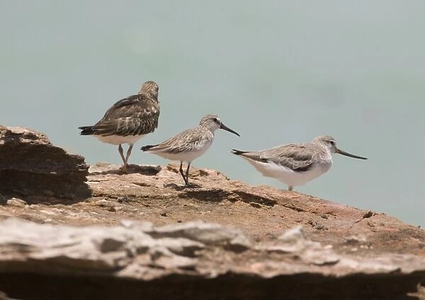 Broad-billed Sandpiper in winter plumage Breeds in wet boggy areas of some parts of far north Europe and Asia. Winters southern Asia to Australia. Uncommon. At Roebuck Bay, Western Australia