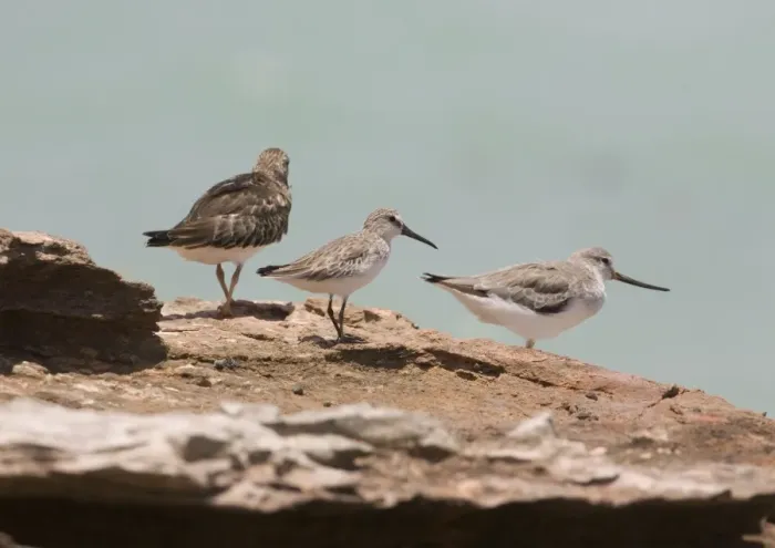 Framed Print : Broad-billed Sandpiper in winter plumage Breeds in wet boggy areas of some parts of far north Europe and Asia. Winters southern Asia to Australia. Uncommon. At Roebuck Bay, Western Australia