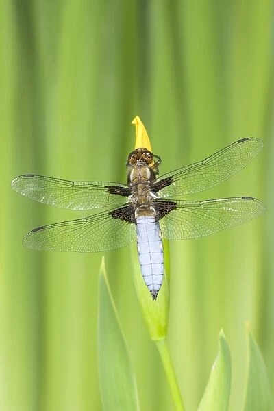 Broad-bodied Chaser Dragonfly Male on yellow flag Norfolk UK