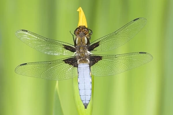 Broad-bodied Chaser Dragonfly Male on yellow flag Norfolk UK