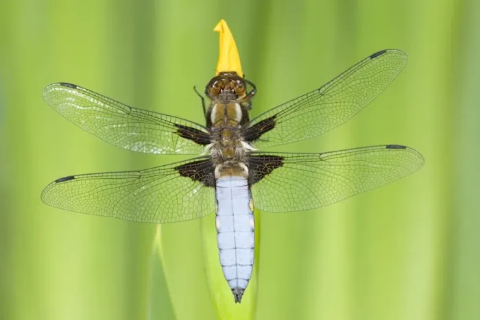 Framed Print : Broad-bodied Chaser Dragonfly Male on yellow flag Norfolk UK Framed Print : Broad-bodied Chaser Dragonfly Male on yellow flag Norfolk UK