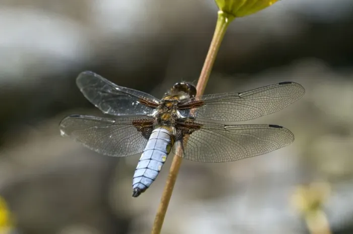 Framed Print : Broad-bodied Chaser - Male perched on flower stem - Lincolshire - UK Framed Print : Broad-bodied Chaser - Male perched on flower stem - Lincolshire - UK
