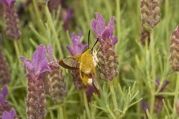Broad Bordered Bee Hawk Moth - on French Lavender flower. UK