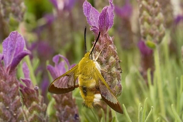 Broad Bordered Bee Hawk Moth - on French Lavender flower. UK