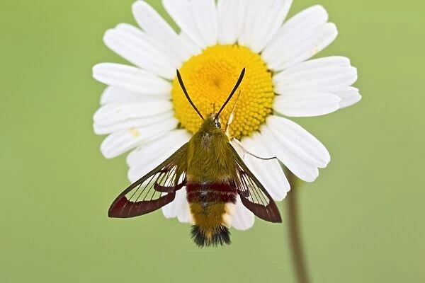 Broad-bordered Bee Hawkmoth - on flower 13248