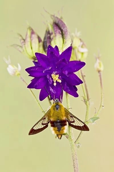 Broad-bordered Bee Hawkmoth - in garden 13394