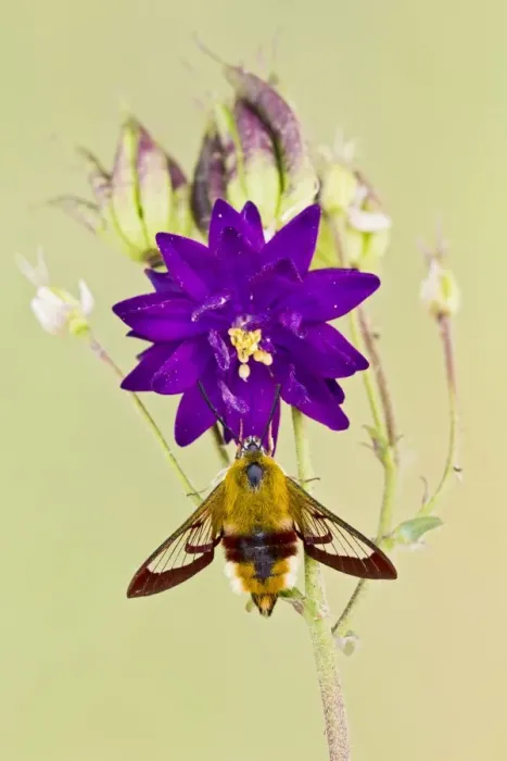 Framed Print : Broad-bordered Bee Hawkmoth - in garden 13394