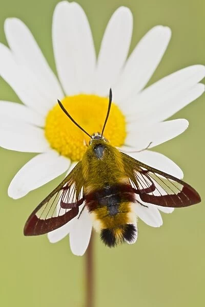 Broad-bordered Bee Hawkmoth - in garden 13395
