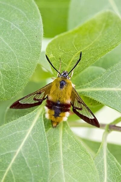 Broad-bordered Bee Hawkmoth - on honeysuckle 13390